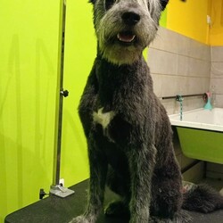 Międzynarodowy Dzień Psa