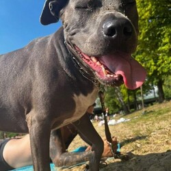 Międzynarodowy Dzień Psa