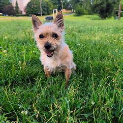 Międzynarodowy Dzień Psa