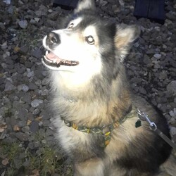 Międzynarodowy Dzień Psa