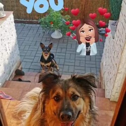 Międzynarodowy Dzień Psa