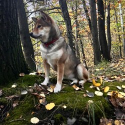 Międzynarodowy Dzień Psa