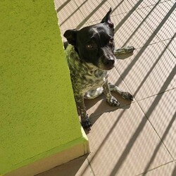 Międzynarodowy Dzień Psa