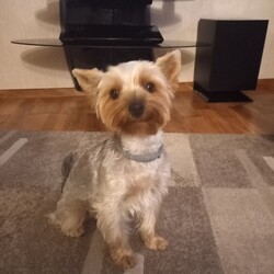 Międzynarodowy Dzień Psa