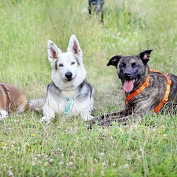 Międzynarodowy Dzień Psa