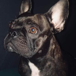 Międzynarodowy Dzień Psa