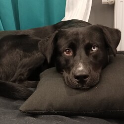 Międzynarodowy Dzień Psa