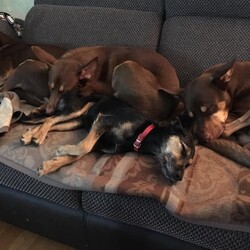 Międzynarodowy Dzień Psa