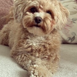 Międzynarodowy Dzień Psa