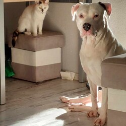 Międzynarodowy Dzień Psa