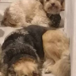 Międzynarodowy Dzień Psa