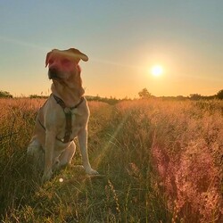 Międzynarodowy Dzień Psa
