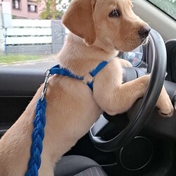 Międzynarodowy Dzień Psa