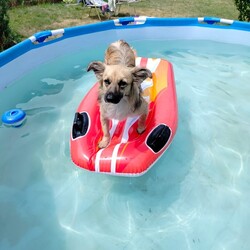 Międzynarodowy Dzień Psa