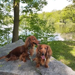 Międzynarodowy Dzień Psa