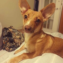 Międzynarodowy Dzień Psa