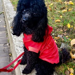 Międzynarodowy Dzień Psa