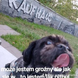 Międzynarodowy Dzień Psa