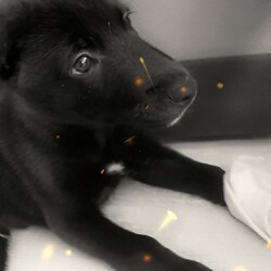 Międzynarodowy Dzień Psa