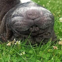 Międzynarodowy Dzień Psa