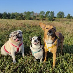 Międzynarodowy Dzień Psa