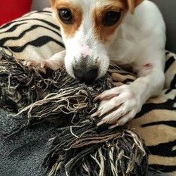 Międzynarodowy Dzień Psa