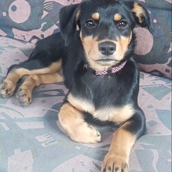 Międzynarodowy Dzień Psa