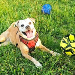 Międzynarodowy Dzień Psa