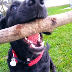 Międzynarodowy Dzień Psa