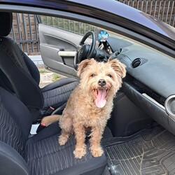 Międzynarodowy Dzień Psa