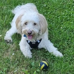 Międzynarodowy Dzień Psa