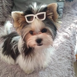 Międzynarodowy Dzień Psa