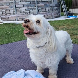 Międzynarodowy Dzień Psa