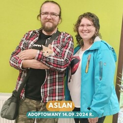 Rekordowy tydzień adopcji w Faunie