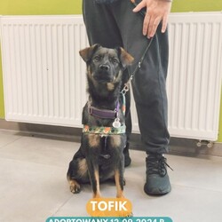 Rekordowy tydzień adopcji w Faunie