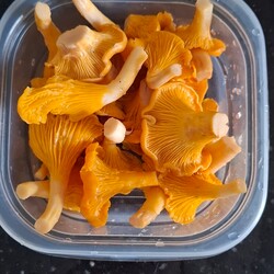 Konkurs "Pochwalcie się swoimi grzybowymi zbiorami"