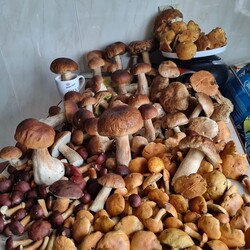 Konkurs "Pochwalcie się swoimi grzybowymi zbiorami"