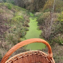 Konkurs "Pochwalcie się swoimi grzybowymi zbiorami"