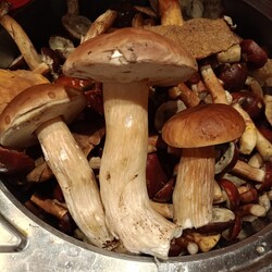 Konkurs "Pochwalcie się swoimi grzybowymi zbiorami"