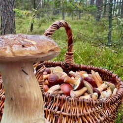 Konkurs "Pochwalcie się swoimi grzybowymi zbiorami"