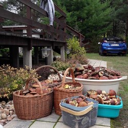 Konkurs "Pochwalcie się swoimi grzybowymi zbiorami"