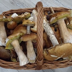 Konkurs "Pochwalcie się swoimi grzybowymi zbiorami"