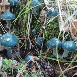 Konkurs "Pochwalcie się swoimi grzybowymi zbiorami"