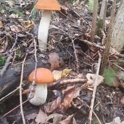 Konkurs "Pochwalcie się swoimi grzybowymi zbiorami"