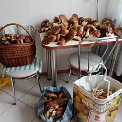 Konkurs "Pochwalcie się swoimi grzybowymi zbiorami"