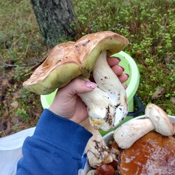 Konkurs "Pochwalcie się swoimi grzybowymi zbiorami"