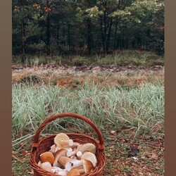 Konkurs "Pochwalcie się swoimi grzybowymi zbiorami"