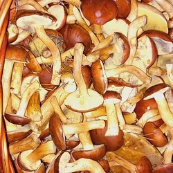 Konkurs "Pochwalcie się swoimi grzybowymi zbiorami"