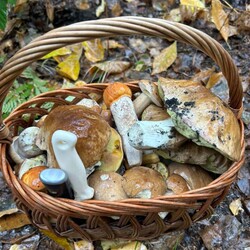 Konkurs "Pochwalcie się swoimi grzybowymi zbiorami"