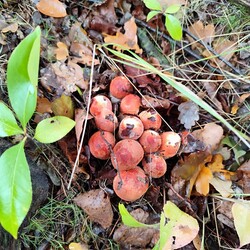 Konkurs "Pochwalcie się swoimi grzybowymi zbiorami"